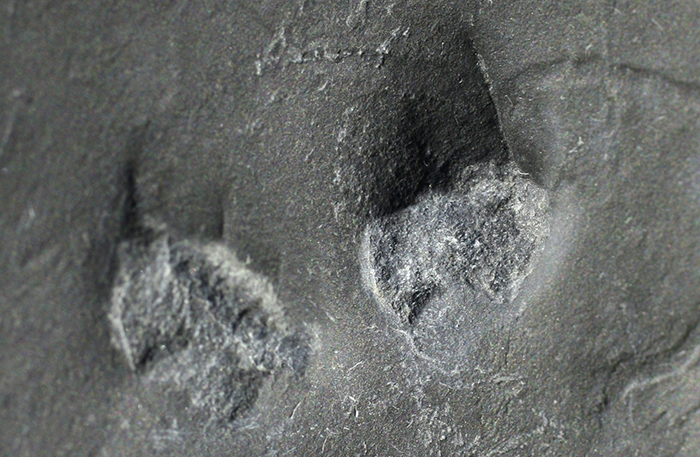 Scholars presume that the footprints of a <i>Koreasaltipes Jinjuensis</i>, found in the 110 million-year-old Jinju Formation, represent a new type of mammal, judging by the toes that are similar in shape with the middle one sticking out.